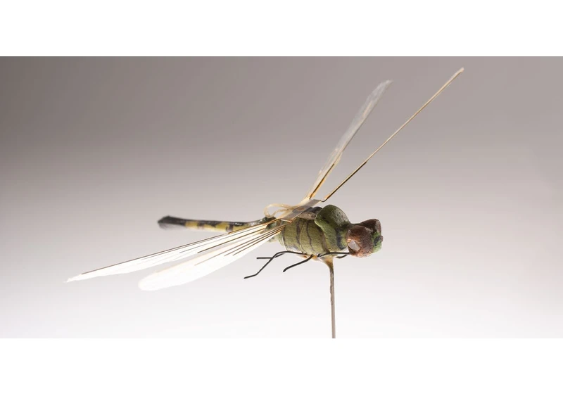 In the 1970s, the CIA created a robot dragonfly (2020)