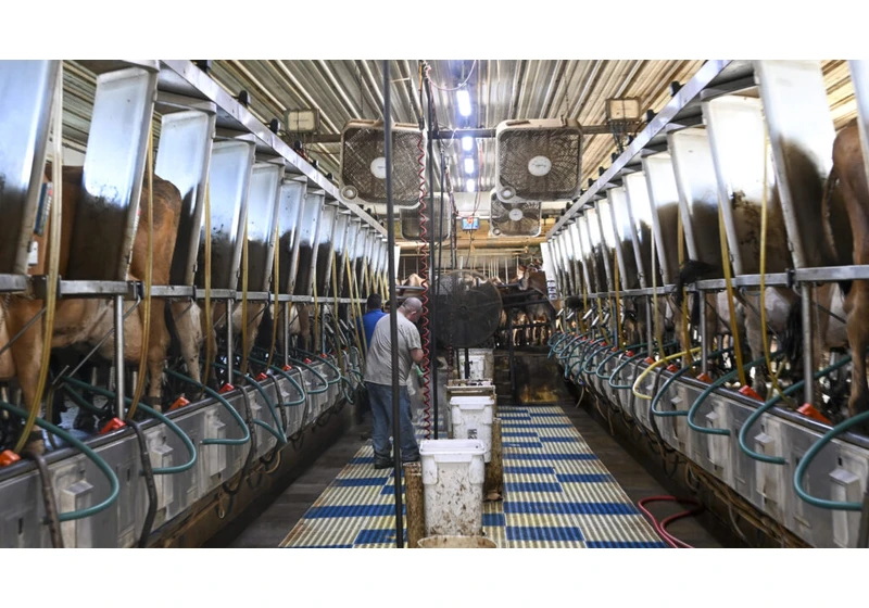 Bird flu infections undetected