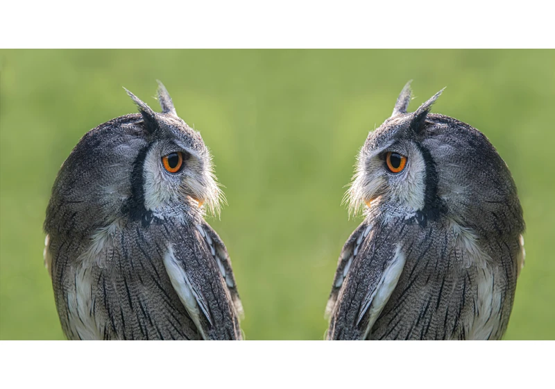 The Truth About Duplicate Content via @sejournal, @tonynwright