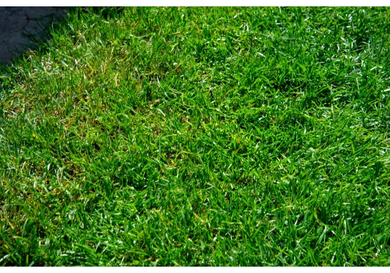 How to fix a patchy lawn with grass seed