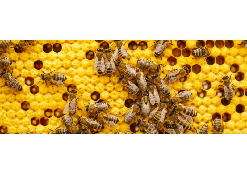 More honey bees dying, even as antibiotic use halves
