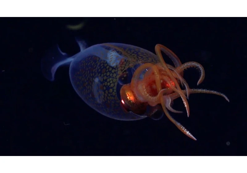 We Finally Have Video Footage of a Colossal Squid After 100 Years: How to Watch It