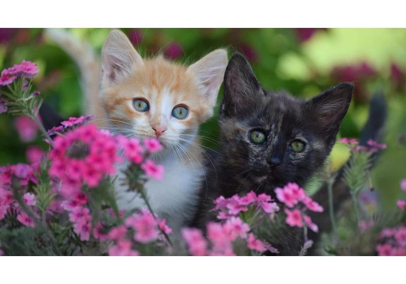 This AI Tool Brings Lost Pets Home. Here's How it Works