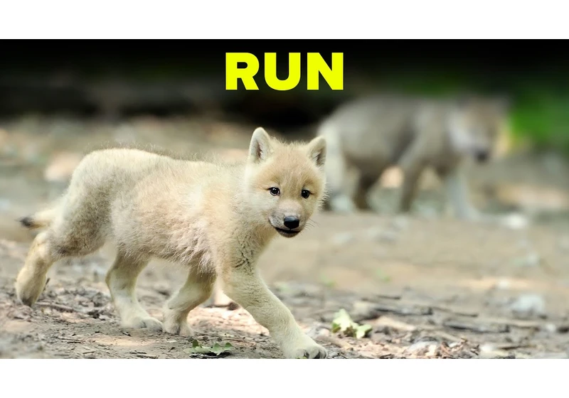 13 Most Dangerous Animals in History