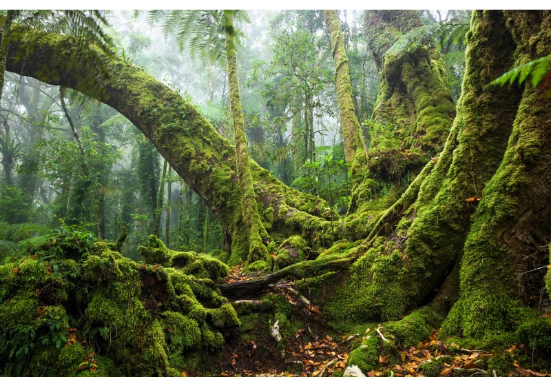 Gondwanaland: The search for a land before (human) time