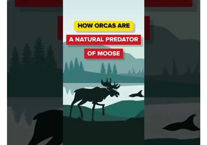 How Orcas Are a Natural Predator of Moose #animalfacts #moose #orca