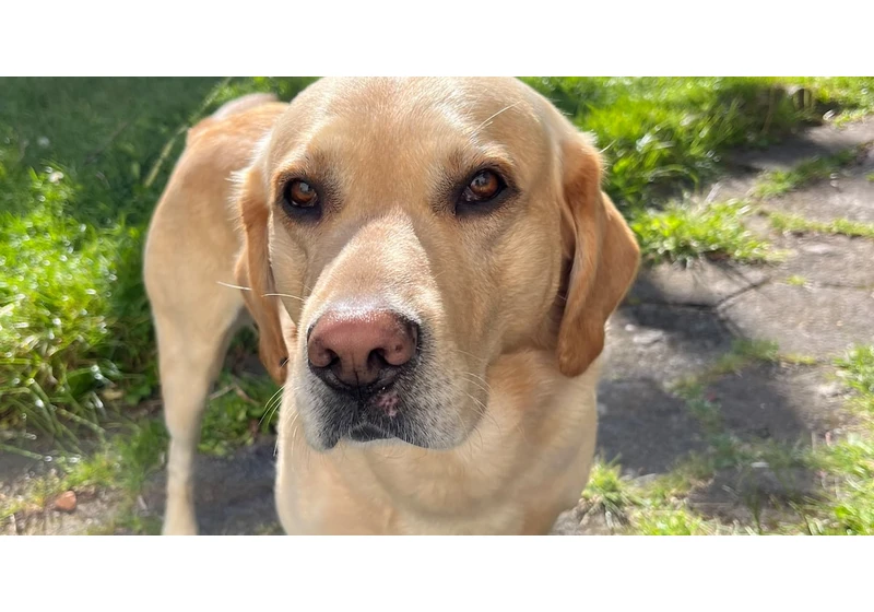 As a Labrador swam by me out to sea his owner said I hope he doesn't meet a seal