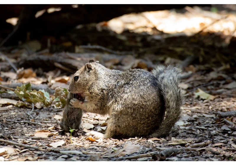 Squirrels Caught Hunting and Eating Meat