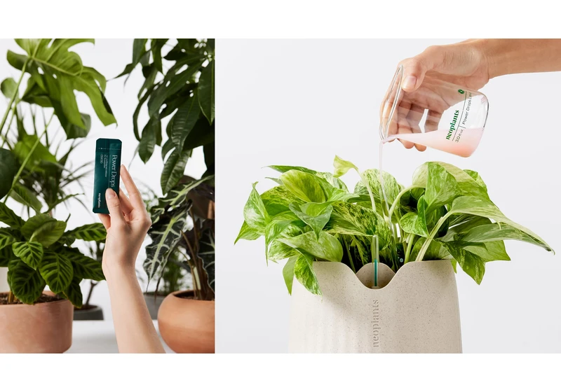 These genetically engineered houseplants are 30 times better at clearing toxins