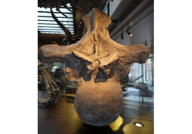 Jak těžcí mohli být největší dinosauři
