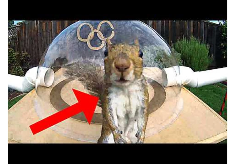 Backyard Squirrelympics 3.0- The Summer Games