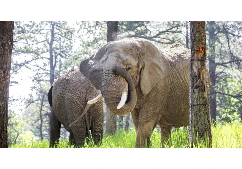 Should elephants have the same rights as people? A Colorado court may decide