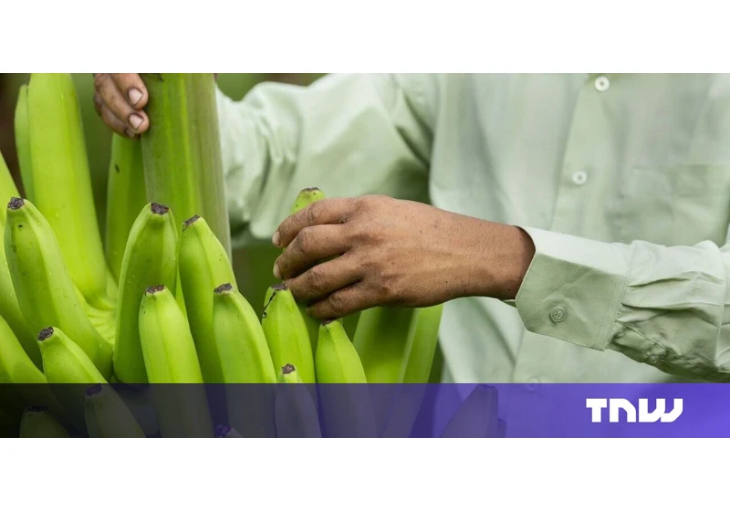 Browning bananas under threat as Philippines approves gene-edited version