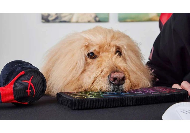 Buy these PC gaming dog toys from HyperX, fellow humans