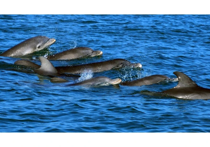 Dolphin Researchers Win $100,000 AI Prize for Studying Their Whistling