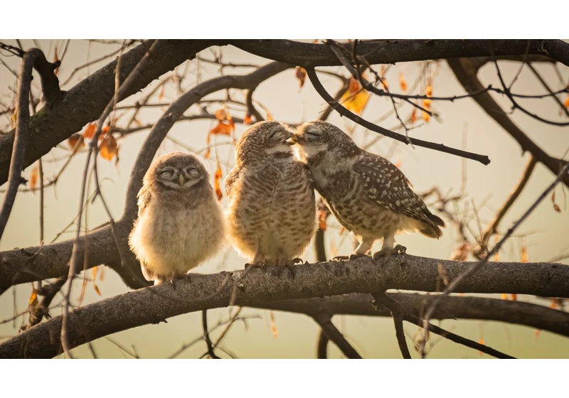 Nikon Comedy Wildlife Awards 2024 winners announced – here are the hilarious winning images
