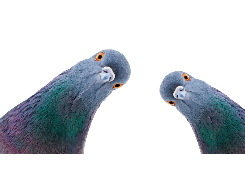 AI Learns Like a Pigeon, Researchers Say