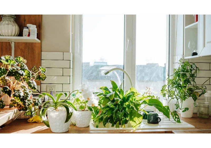 The Best Houseplants for Air Purification