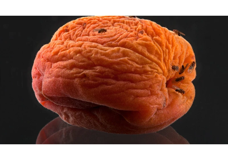 Still Stuck With Fruit Flies in December? Expert Tips to Banish Them Forever