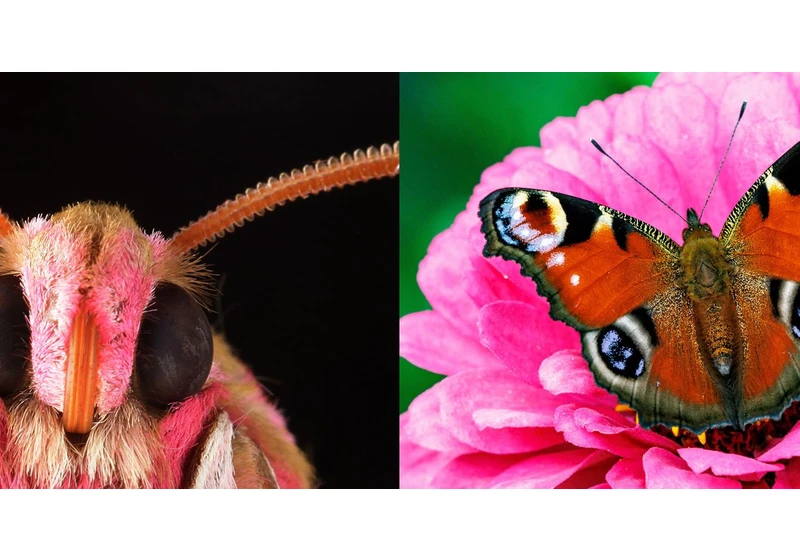 The secret electrostatic world of insects