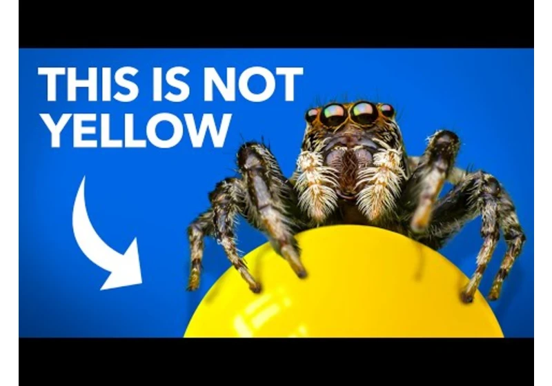 What Jumping Spiders Teach Us About Color