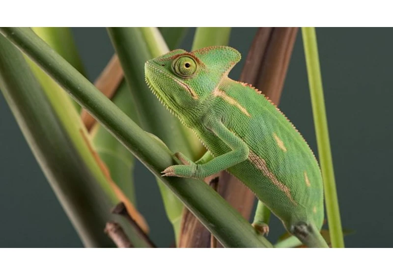 openSUSE Leap 15.3 sblížuje komunitní a podnikovou distribuci