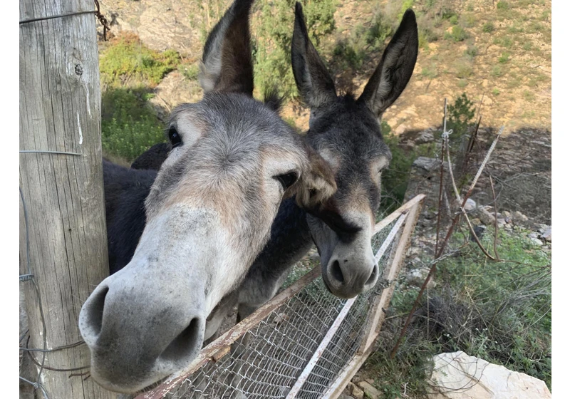 Amazon will stop selling donkey skin gelatin, but only in California