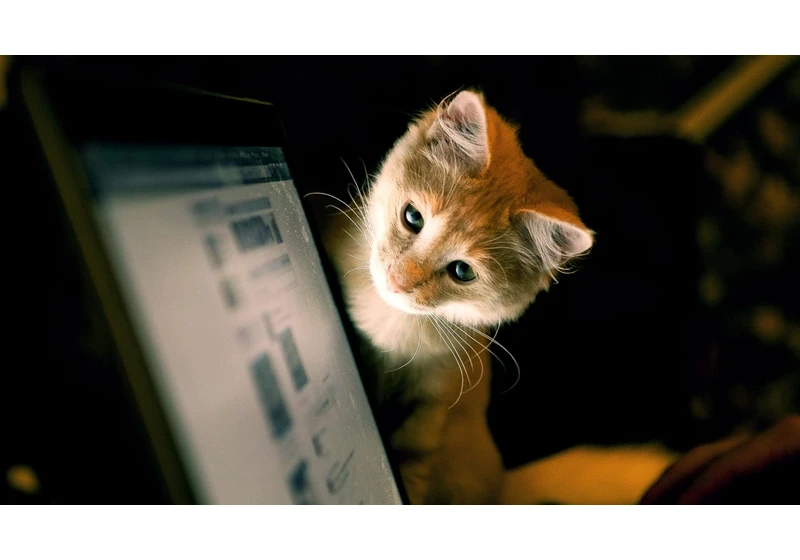 Why researchers are starting to pay closer attention to animals’ interactions with tech