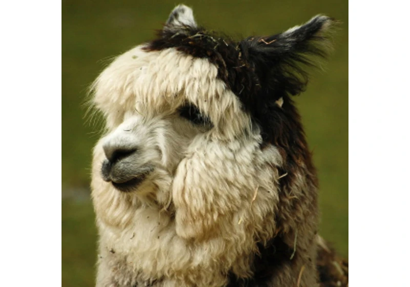 Džin utíká z lahve. Schopnou inteligenci Alpaca lze vycvičit za 600 dolarů