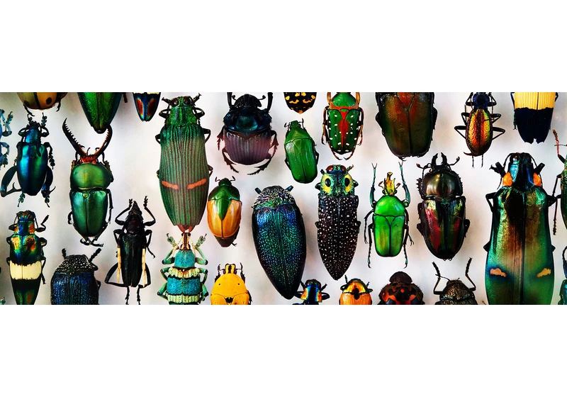Why are there so many beetle species?