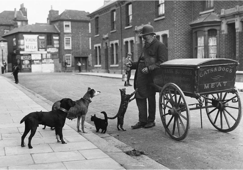 The Cat's Meat Man: Feeding Felines in Victorian London