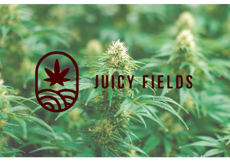 Juicy Fields: Investoři do léčebného konopí přišli o miliardy korun