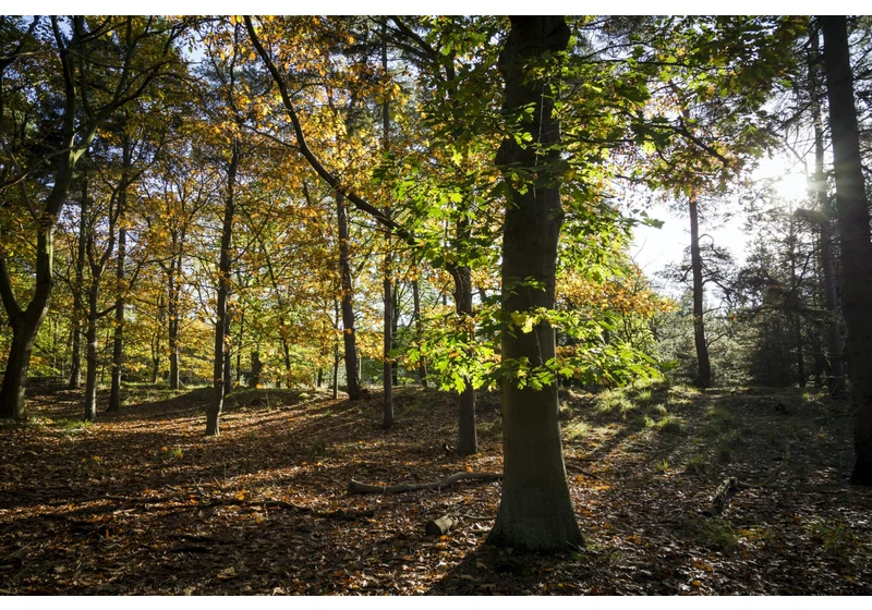 German startup Dryad secures €10.5 million for its wildfire detection tech