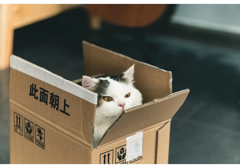 App packages vs Lib packages