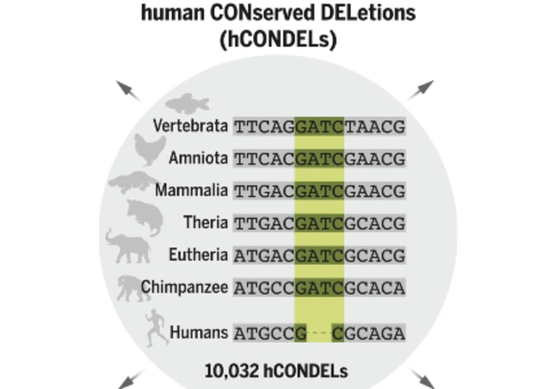 Evoluční ironie: Lidmi nás možná dělá to, co jsme z genomu ztratili