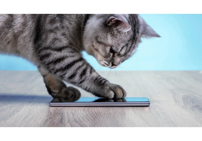 The Top 8 Gadgets to Get the Loved Pet in Your Life