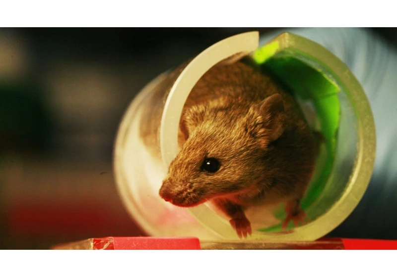 A Rodent Researcher Told Us How to Keep Mice Away This Winter