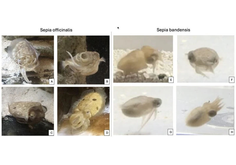 Cuttlefish 'talk' with their arms, study reveals