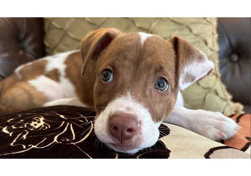 How to Turn Your Pet's Pictures Into Emoji on Your iPhone