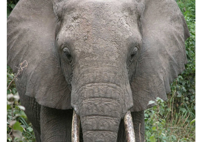 PostgreSQL Support for Certificate Transparency Logs Now Available