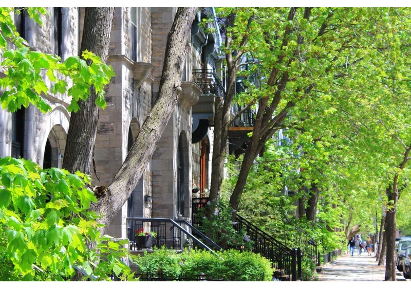 Trees on city streets cope with drought by drinking from leaky pipes