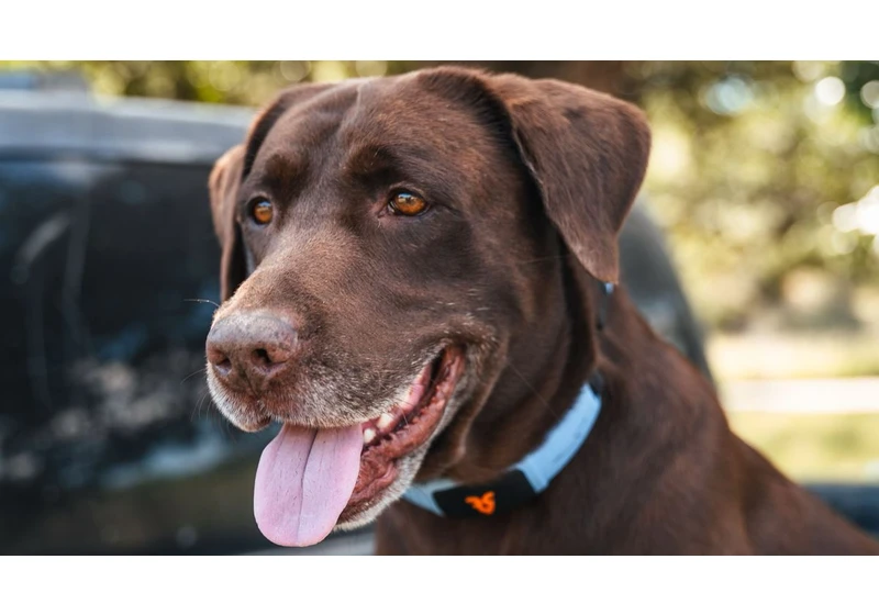 I’ve seen the new AI collar that lets your dog talk, and it’s as wild as it sounds