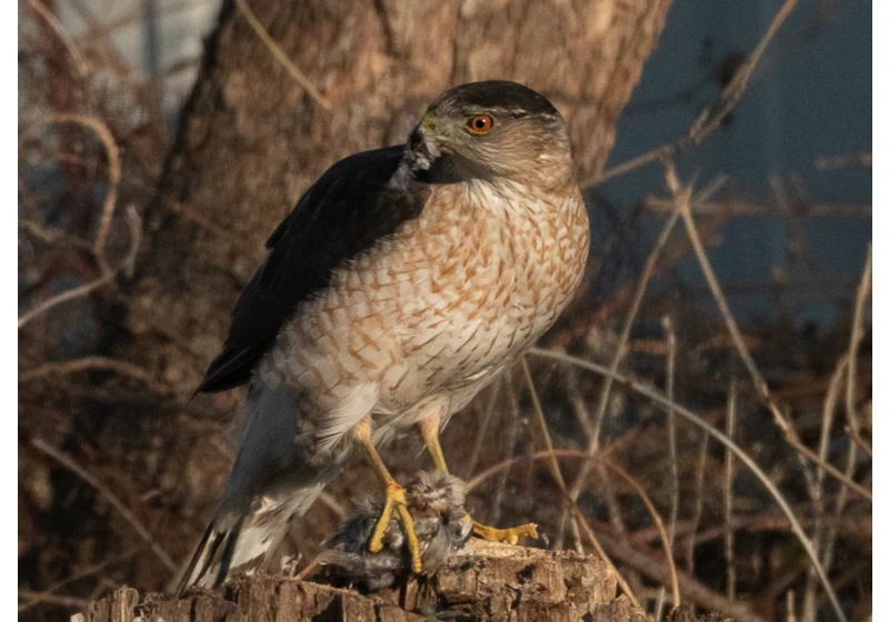 How a hawk learned to use traffic signals to hunt more successfully