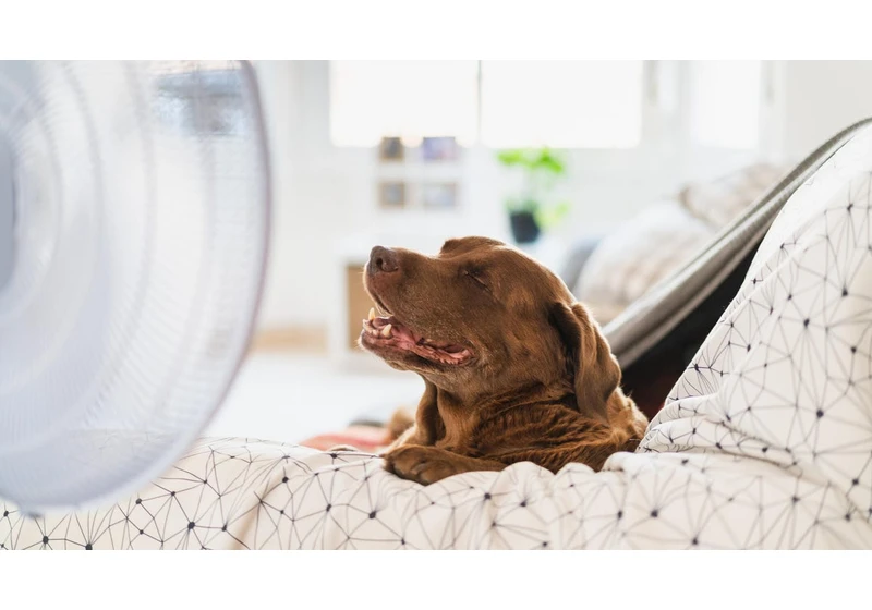 8 Pet Tech Solutions for Heatwaves, Anxiety and More