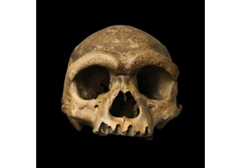 Průlom s lebkou: Záhadný Dračí muž aka Homo longi je denisovan
