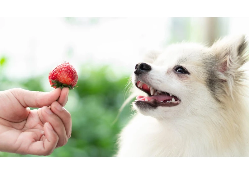 Can You Share Your Food With Your Dog? Here's What a Vet Says