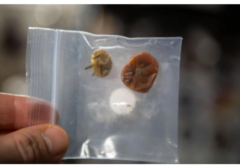 These tomatoes were lost on the International Space Station for almost a year