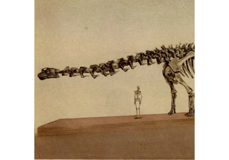 Jak velký byl doopravdy Brontosaurus