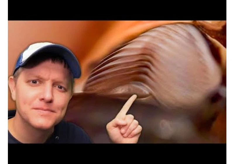 It's Weirder Than I Thought! How Cicadas Make Noise (In Ultra Slow Motion) - Smarter Every Day 299