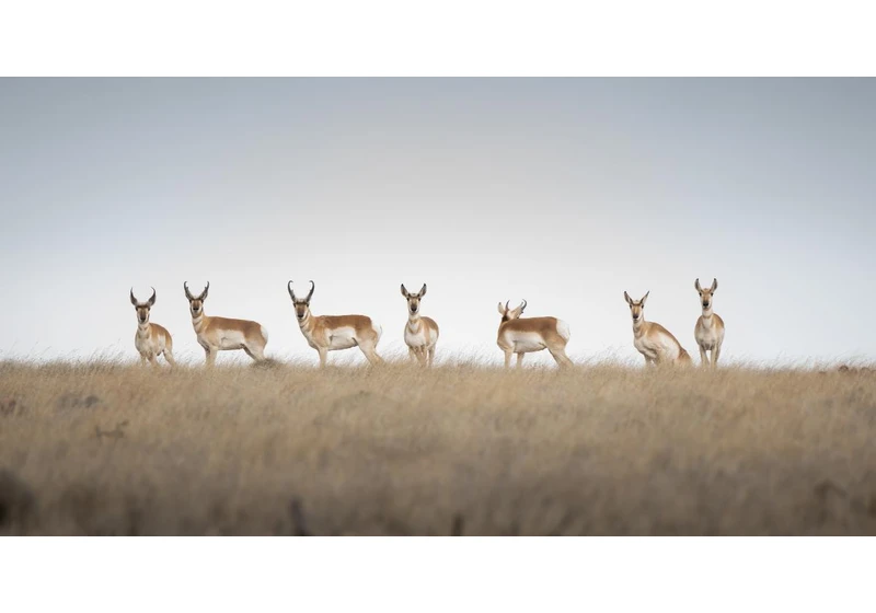 US Congress is making more than 250M acres of public lands available for sale